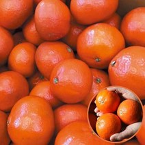 13Brix이상 귀한귤 홍미향 2.5kg/딱 한달만 판매/썬레드 빨간귤