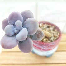 아메치스 목대꺽임 키우기 쉬운 다육 랜덤발송 분별도1-40, 단품