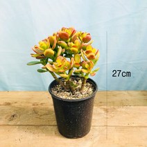 청년농부 인기염좌 다육이 다육염좌 염좌나무27cm 소형, 1개