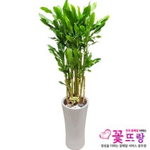 꽃뜨랑 전국배송 대형화분 행운목 해피트리 스투키 금전수 개업화분 당일배송꽃배달, A05 황금죽, 1개