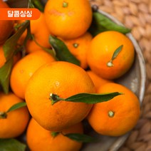 달콤싱싱 제주 감귤, 감귤 프리미엄 로얄과 10kg S
