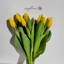 [코코 플라워] 튤립 생화택배 꽃배달싼곳 5송이 10송이, 노랑