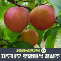 서울농원묘목/자두나무 로얄대석 분묘 결실주R2~3점 R4점이상, 결실주R4점이상