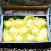 제주 추석 1등 선물세트 위미 황금향 2kg 3kg 5kg 가정용 선물용, 황금향 가정용 2kg (7-15과)