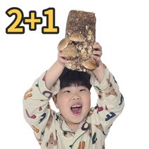 일급수페셜 집에서 표고버섯 키우기 키트, 표고버섯 키트 2+1 EVENT