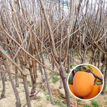 감나무 묘목 분묘 유실수 과실수, 대봉 2년생 분묘, 1개
