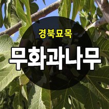 우수한 품종의 나무묘목 유실수 과실수 약용수 조경수 판매중, 무화과나무, 무화과 상묘
