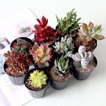 모리앤 다육식물 소형 10종류 랜덤발송, 10종 랜덤발송