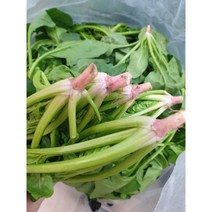 포항초 남해 시금치 노지 포항 시금치, 남해시금치-2kg