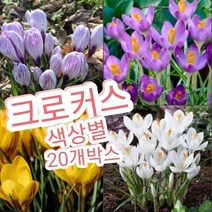 크로커스-20개박스/봄의 전령 크로코스꽃