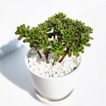 그리너리농장 다육이 선인장 20종 하얀색 화분에 담은 식물, 유접곡, 1개