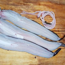 기력충전 통영 욕지 돌장어 1kg 손질 +소스 선장직판, 돌장어 중 600g