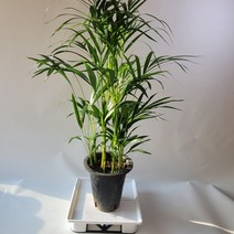 실내공기정화식물 1위 아레카야자 중대품 70-110cm 149, 1개
