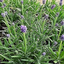 모종/허브-라벤다(잉글리쉬 라벤다) 10cm포트/3개 KM364