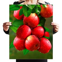 파센 DIY 보석 십자수 캔버스형 50 x 40 cm, 1세트, KK-004 빨간 사과요.