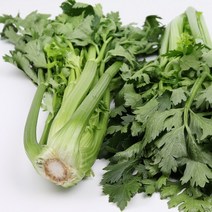 샐러리 1kg내외 팔팔마켓 국내산 생 셀러리 Celery