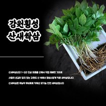농장직송 새싹삼 여름 애기삼 삼계탕 선물 추천 50뿌리 100뿌리