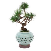 전국꽃배달서비스 고급 분재 동양란 생일선물 분재 선물용 취미용 소나무분재 개업화분 꽃선물, 청자투각-소나무분재