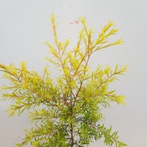 [용이네 화원] 허브향기가 나는 황금 티트리 나무 중형 189 화원 농원, 1개
