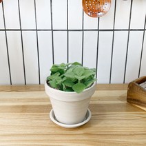 1+1 장미허브 키친허브 화분 세트 타임 바질 베란다 텃밭 허브 키우기, H12.장미허브, H14.오데코롱민트