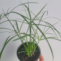 무배특가 시페루스 수경식물 수중식물 15-25cm 32