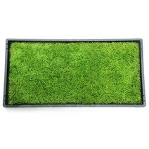 테라리움 비바리움 양지이끼 석부작 조경용 서리이끼 1판(30CMX60CM), 1개