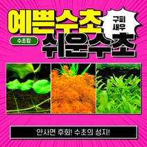 [수초킹] 예쁜수초 쉬운수초 3종세트 / 구피 새우 치어 치비 암브리아 로타라 인디카 홍콩 루드위지아 구피수초 수초 수초전문 수초도매 부상수초 초보 어항 수초세트, 3종 8촉(워터머쉬룸3촉+레드밀리오2촉+페루마3촉)