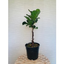 외목대 핫도그떡갈고무나무 40~60cm 109, 1개