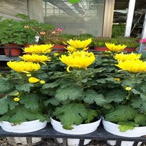행복한꽃순이 국화(노랑 중 대국) 4개 묶음, 1개