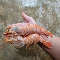 대왕 랍스타새우 킹단새우 단새우 1+1 총 2kg 13-15미 대왕새우, 랍스타 킹단새우 1+1 총 2kg