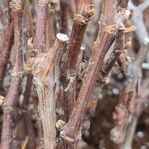 샤인머스켓 접목 묘목 최소구매 2개 (청아원예조경), 샤인머스켓 접목 특묘