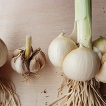 해남 코끼리마늘 (상) 1kg 황토밭 토종 왕마늘, 단품