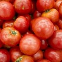 단단하고 달콤한 대저 토마토 2.5kg (2L~L), 단품
