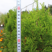 스마라그 29 [1포트] 에메랄드그린 (복남이네야생화 모종 정원수 침엽수 측백나무 시더우드 카페식물 emerrald green smaragd)