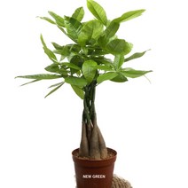 파키라 삼식이 44cm 선물용화분 최상급 선별발송