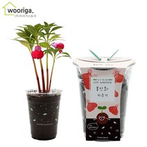 우리가스토리 미니화분키우기 꽃 화초 공기정화식물 새싹 허브 텃밭 화분 상추재배 새싹키우기, 1팩, 컵가든_봉선화