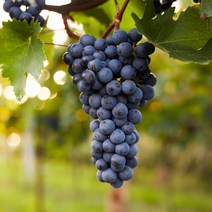 [충북농원] 슈퍼머루 포도 묘목 1년생 삽목묘, 삽목/2년생/상묘