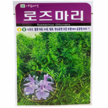 로즈마리씨앗70립 Railbel 허브차 기억력향상에 좋은허브종자 아람종묘