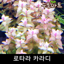 로타라 카라디 (25줄기), [득템할인] 7줄기