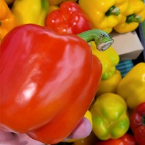 특품 피망파프리카 파프리카 5kg 2.5kg, 빨강 노랑(혼합)_5kg