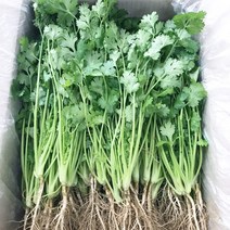 싱싱한 고수 300g