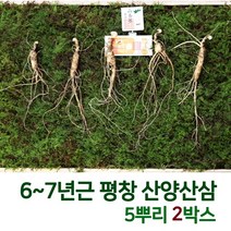 산삼어람 어버이날선물 동인 발효삼 평창 산양 산삼 산양삼 장뇌삼 새싹 장뇌 배양근 6~7년근 5뿌리 인삼/수삼/장뇌삼, 2box
