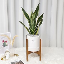 햇살농장 (우드스탠드 포함)인테리어 화분SET 13종, 1개, 3.산세베리아