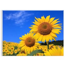 오로라데코덴 캔버스형 보석십자수 30x40cm, MK047 맑은날 해바라기
