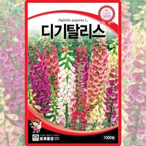 디기탈리스 씨앗 디기탈리스 씨 꽃 종자 1000립, 단품