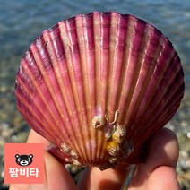 산지직송 알찬 제철 홍 가리비 1kg 통영 거제 고성 단풍가리비 비단가리비 조개구이, 홍(단풍) 가리비 1kg