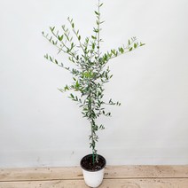 외목대 올리브나무 실내인테리어식물 공기정화식물