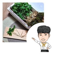 새싹삼 100뿌리내외 2개 산양삼티백 1개 면역력강화 강원도새싹삼 풍부한사포닌 피부건강 면역력에좋은음식, 새싹삼+새싹삼+산양삼티백 한개