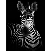 보석십자수 사각 원형 재물 풍경 얼룩말 동물 인테리어 수능 선물 보석자수 취미 자가격리, 풀 스퀘어 45X60cm, FA5-1673