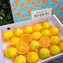 제주도직송 명품 귤 황금향 가정용 선물세트, 1개, 선물용 4.5kg